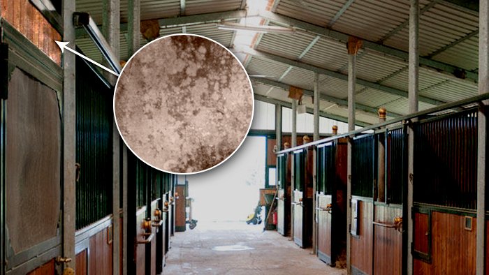 Everything You Need to Know About Mold in Your Horse Barn and How to Get Rid of It