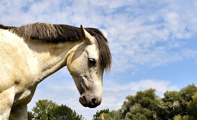 Mold Impact a Horse's Health